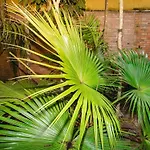 Refugio Das Toninhas - Pe Na Areia